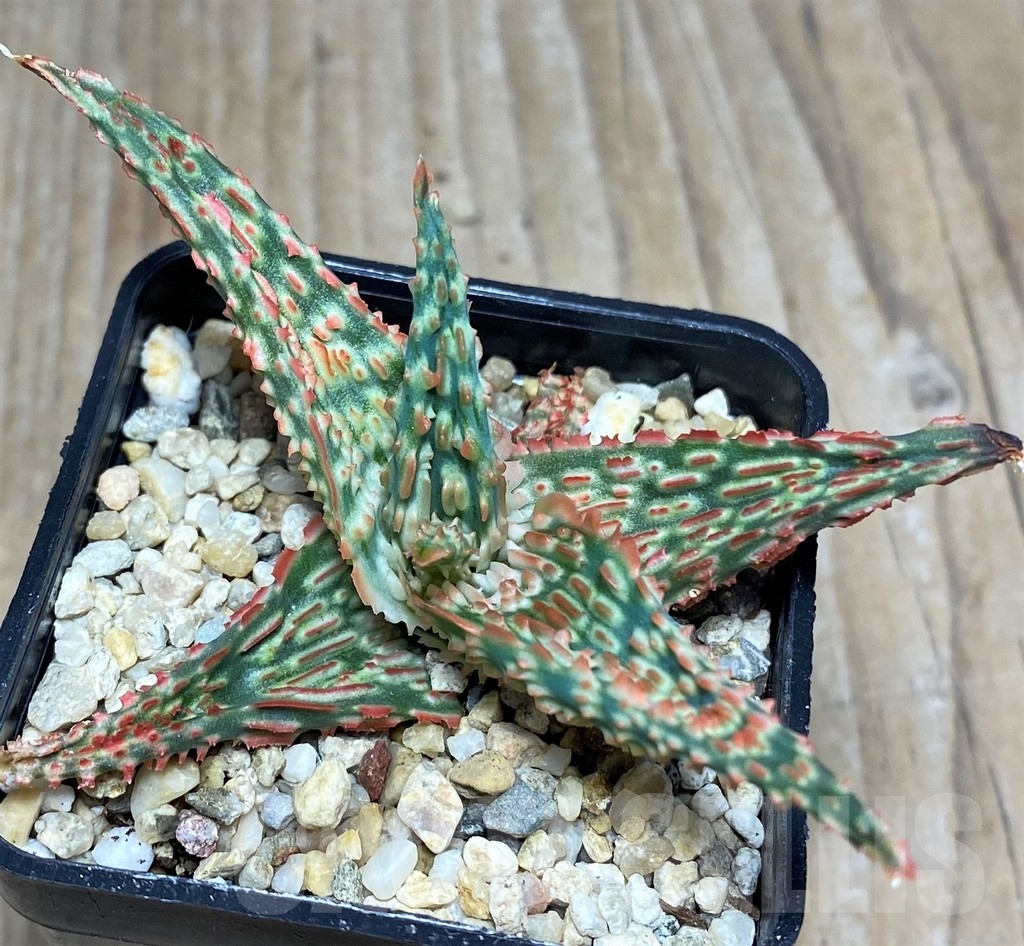 SHPR18853 Aloe TCT hybrid - Imagen 2