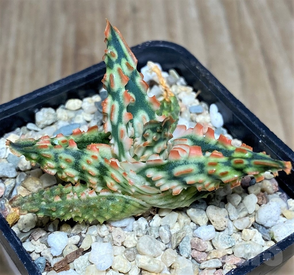 SHPR18854 Aloe TCT hybrid - 画像 (2)
