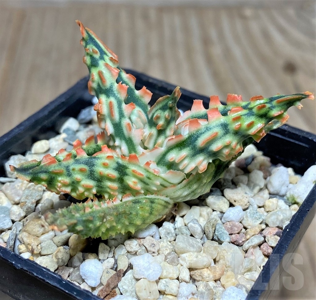 SHPR18854 Aloe TCT hybrid
