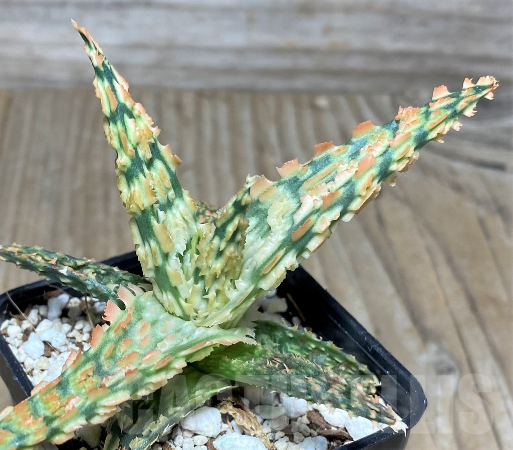 SHPR18857 Aloe TCT hybrid