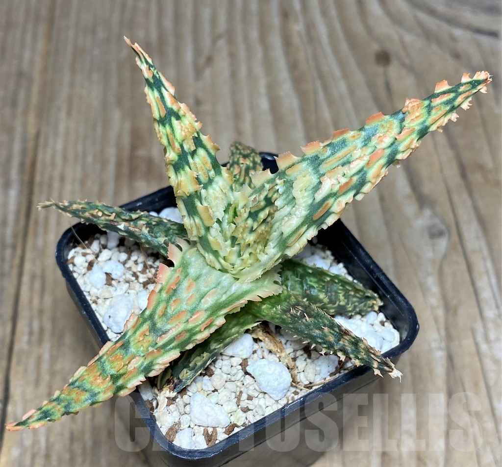 SHPR18857 Aloe TCT hybrid - Image 2