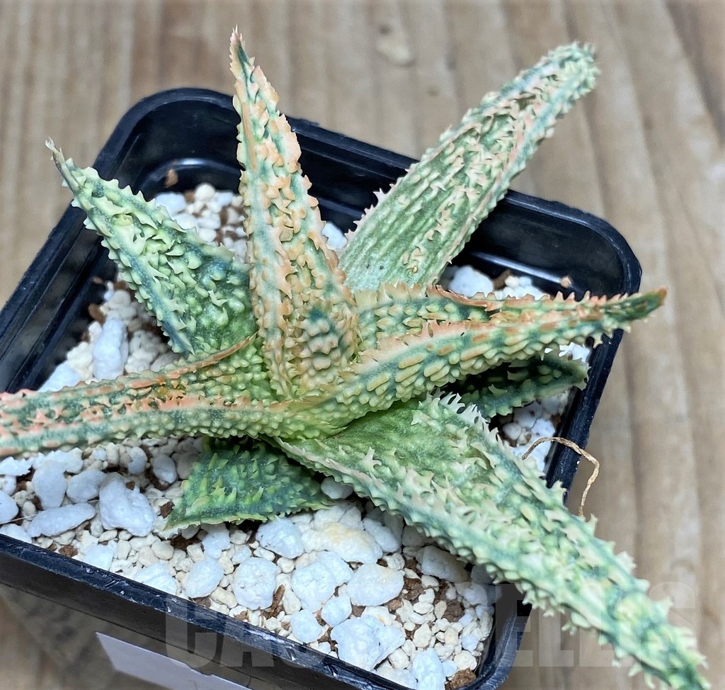 SHPR18858 Aloe TCT hybrid - 画像 (3)