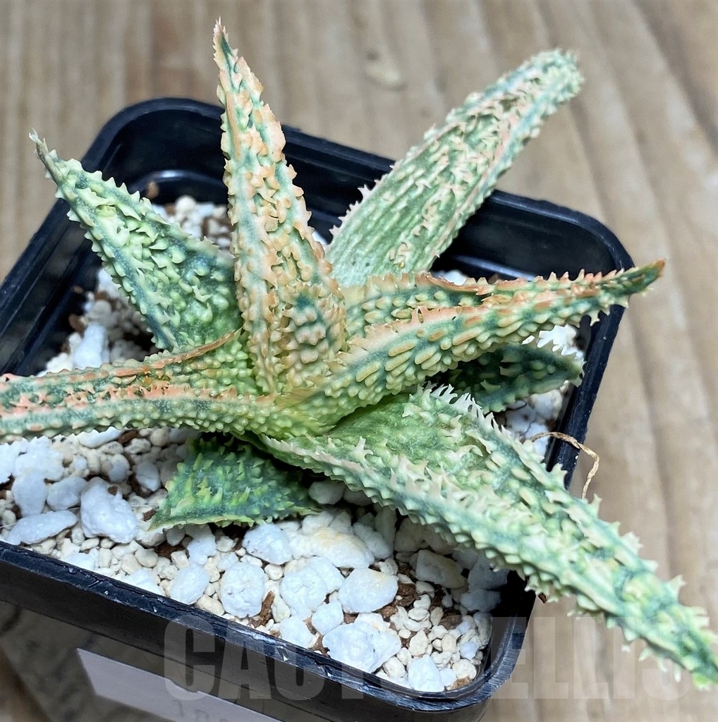 SHPR18858 Aloe TCT hybrid - 画像 (2)