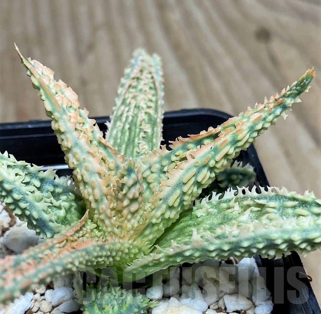 SHPR18858 Aloe TCT hybrid