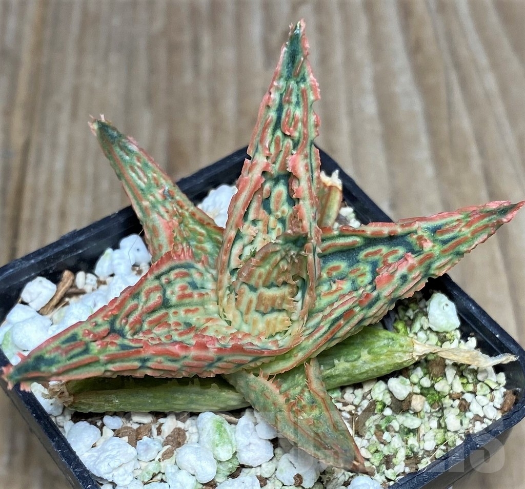 SHPR18859 Aloe TCT hybrid - 画像 (2)