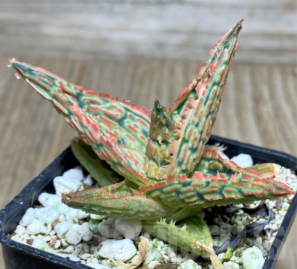 SHPR18859 Aloe TCT hybrid