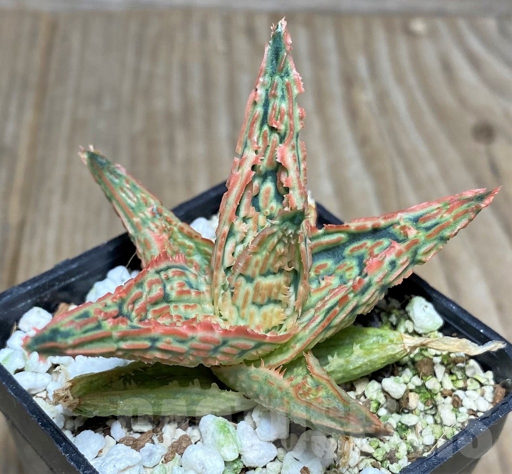 SHPR18859 Aloe TCT hybrid - 画像 (3)