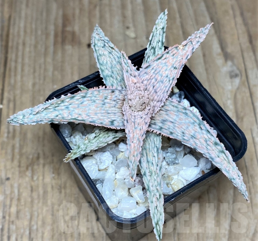 SHPR18860 Aloe hybrid - 画像 (2)