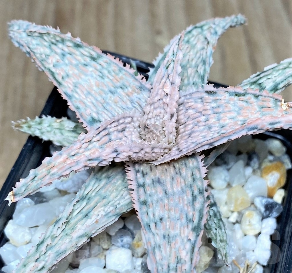 SHPR18860 Aloe hybrid