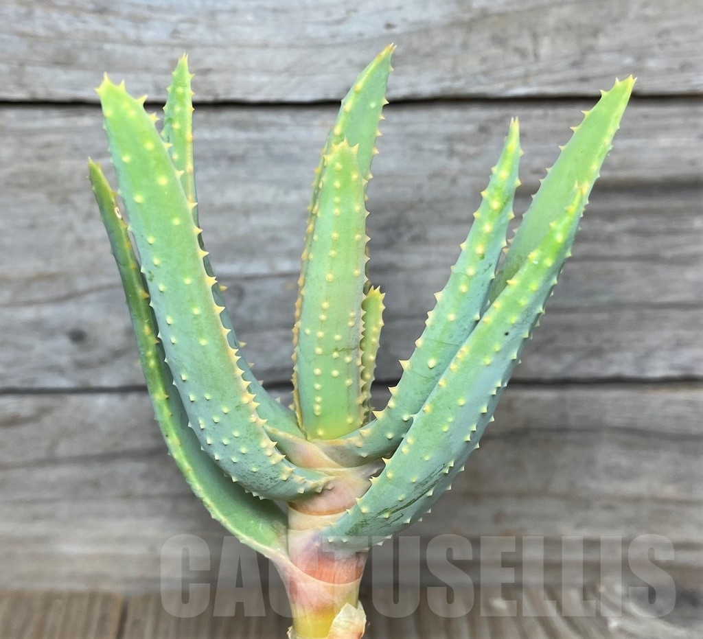 LOT20 10 SEEDS Aloe dichotoma