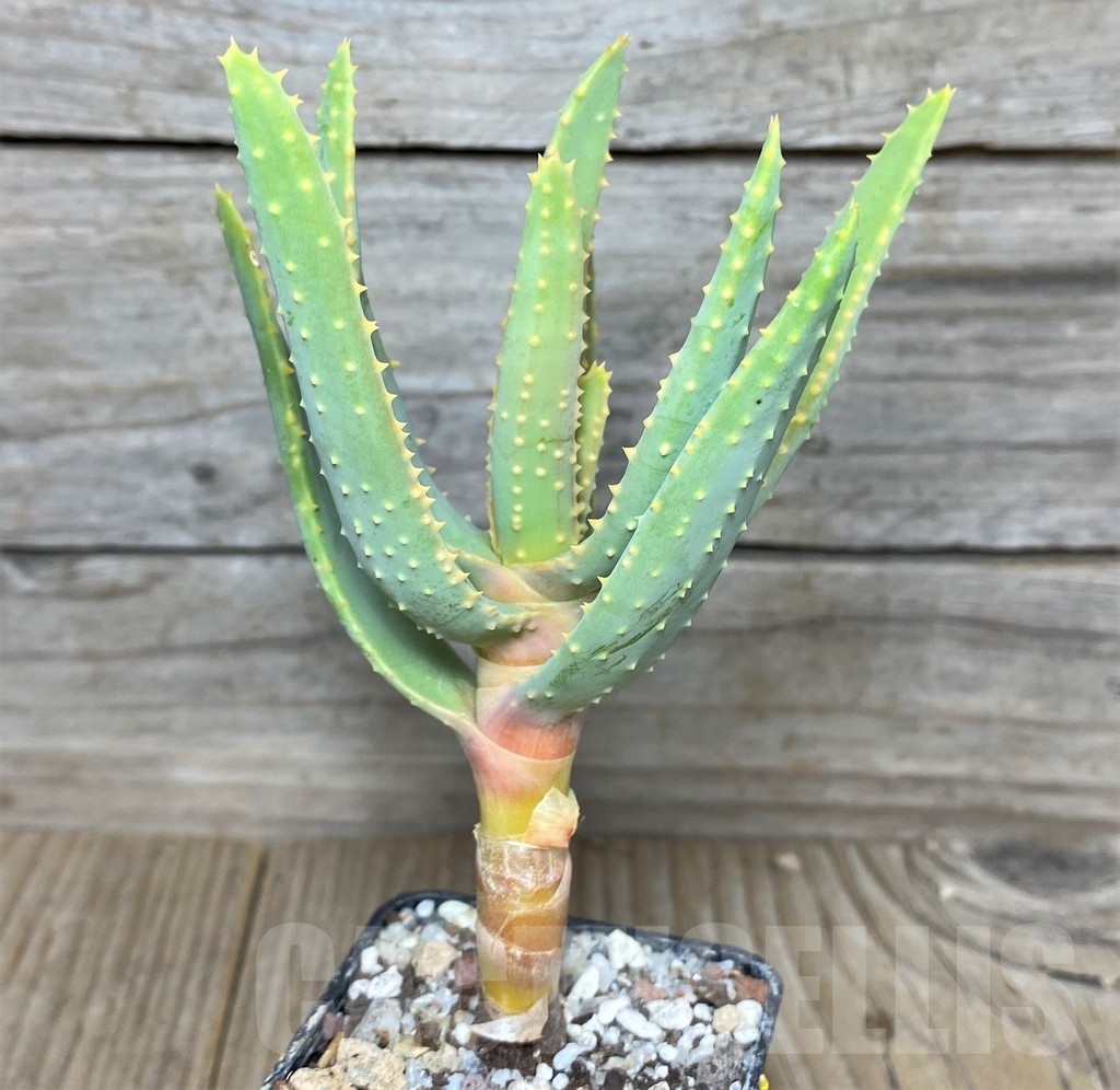 SHPR18861 Aloe dichotoma - 画像 (2)
