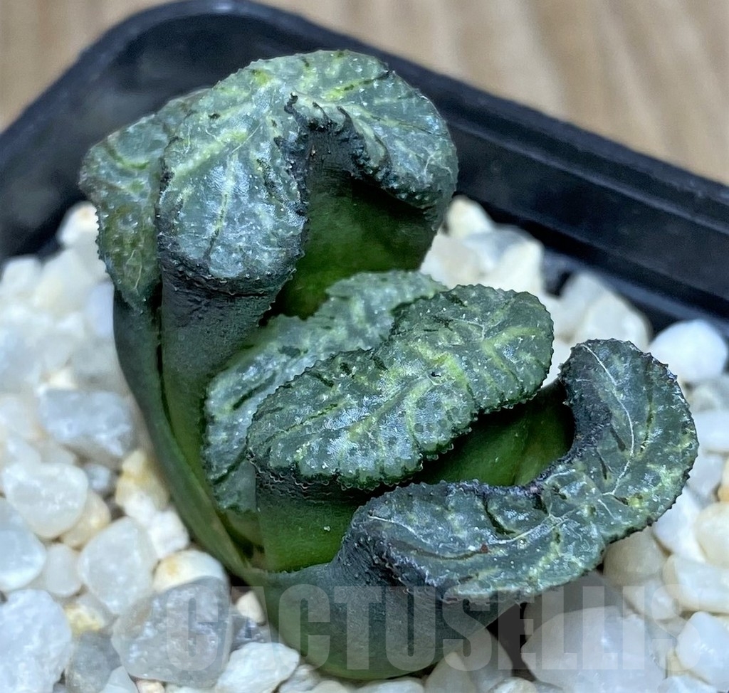 SHPR18862 Haworthia truncata ‘Black Fun Wutai Gade’