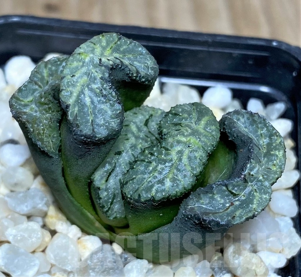 SHPR18862 Haworthia truncata ‘Black Fun Wutai Gade’ - Image 2