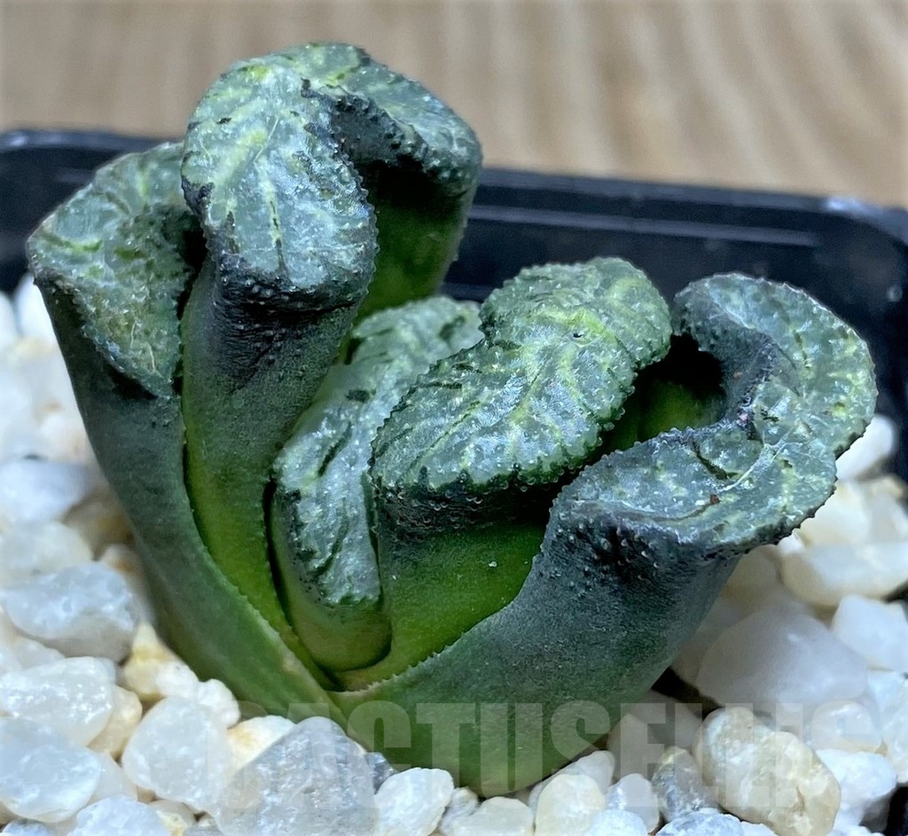 SHPR18862 Haworthia truncata ‘Black Fun Wutai Gade’ - Image 3