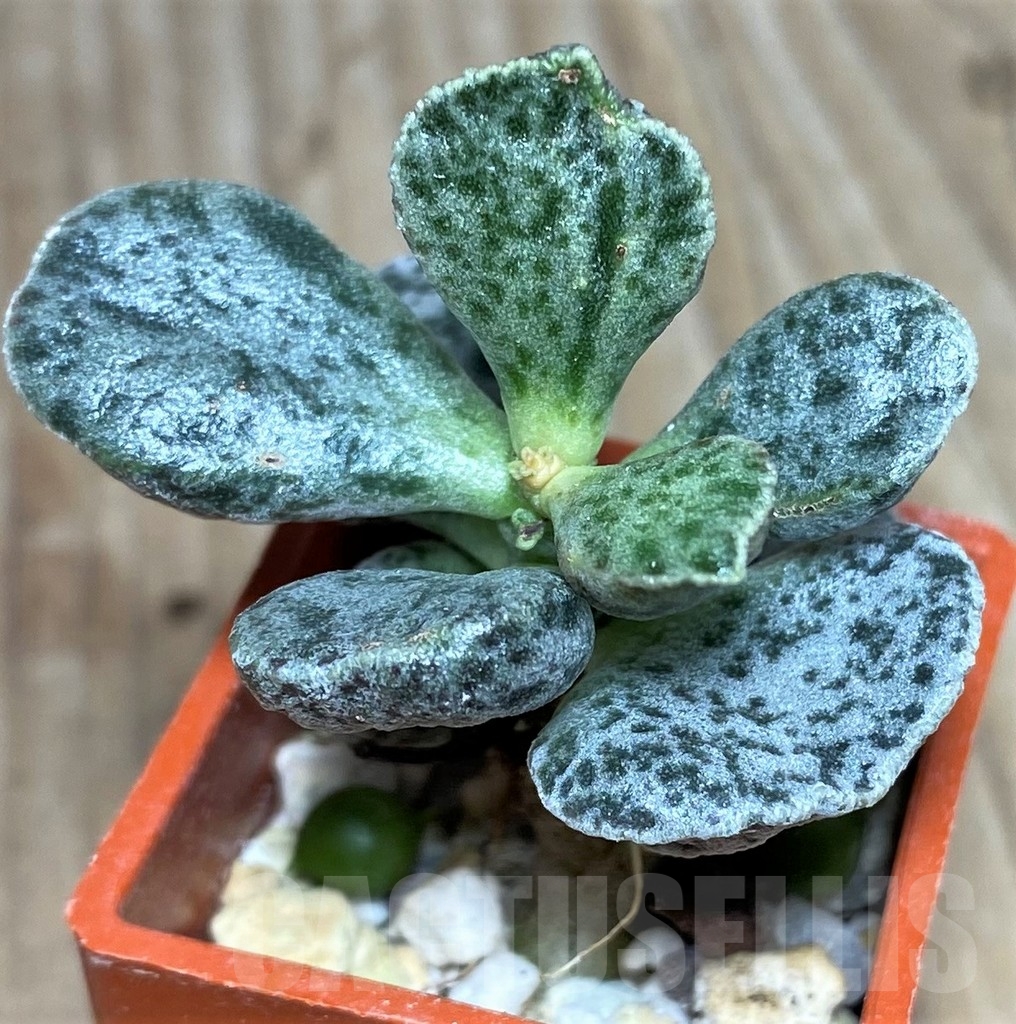 SHPR18863 Adromischus marianae hybrid BM Breekliet