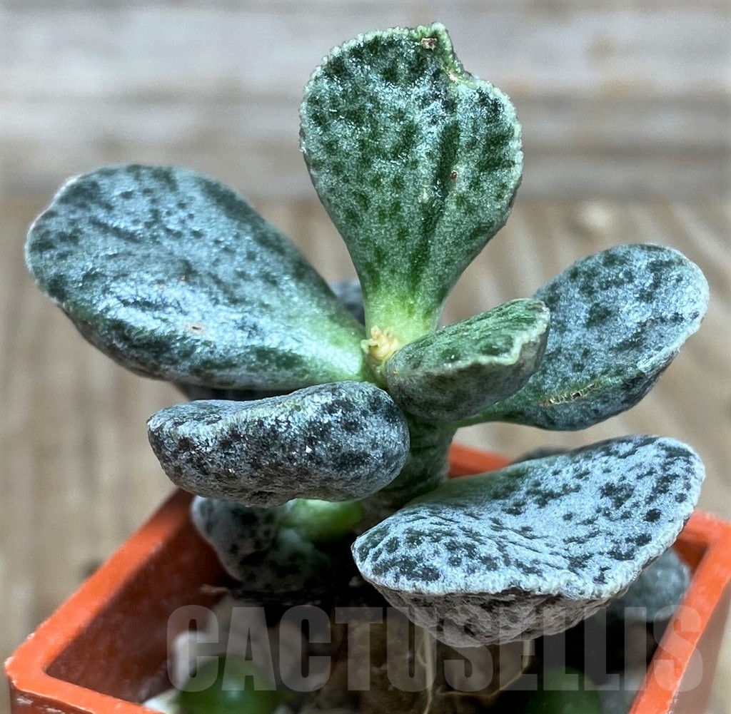 SHPR18863 Adromischus marianae hybrid BM Breekliet - Image 2