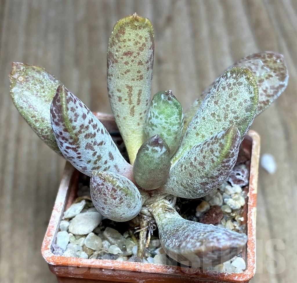 SHPR18864 Adromischus mammillaris PUB 2119