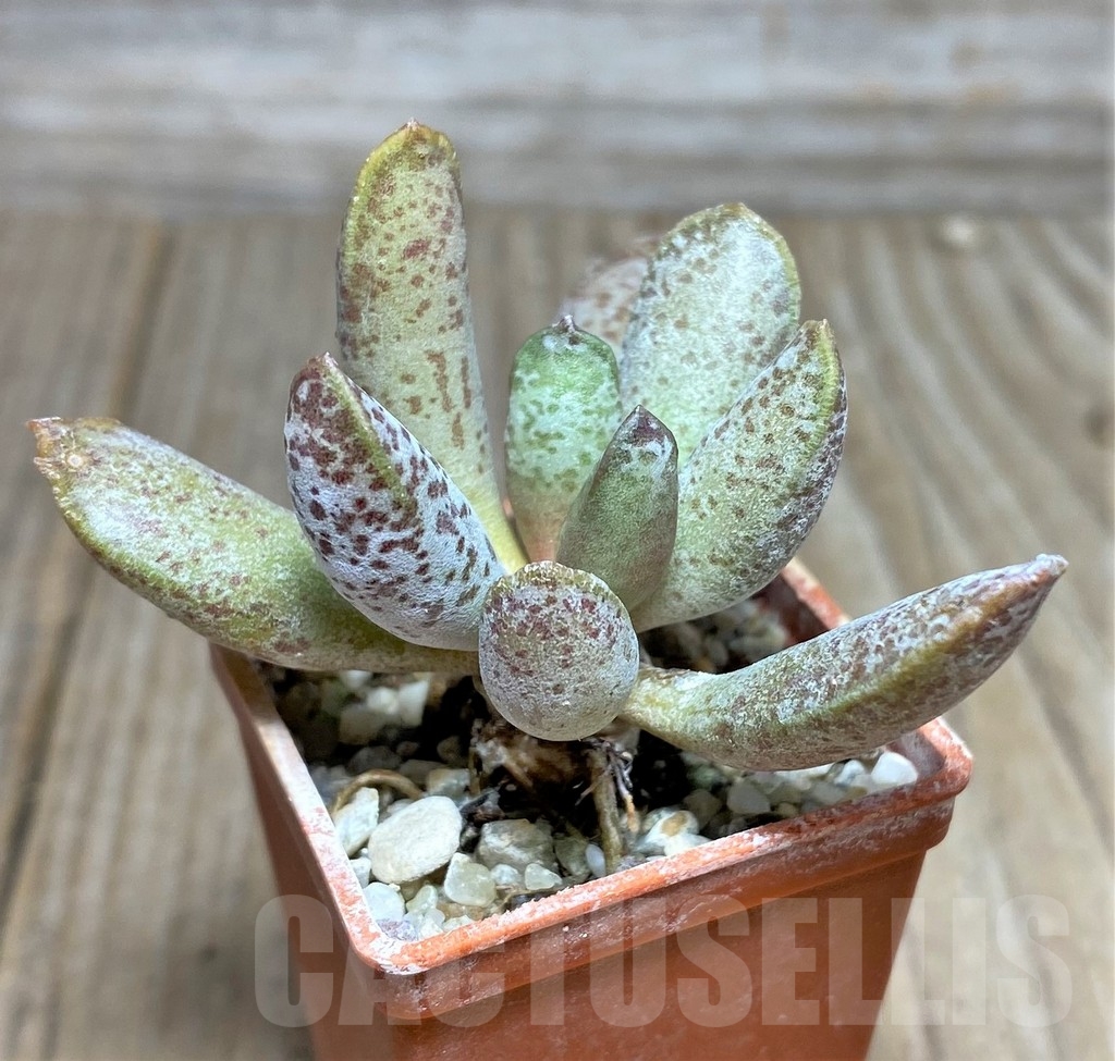 SHPR18864 Adromischus mammillaris PUB 2119 – Image 2