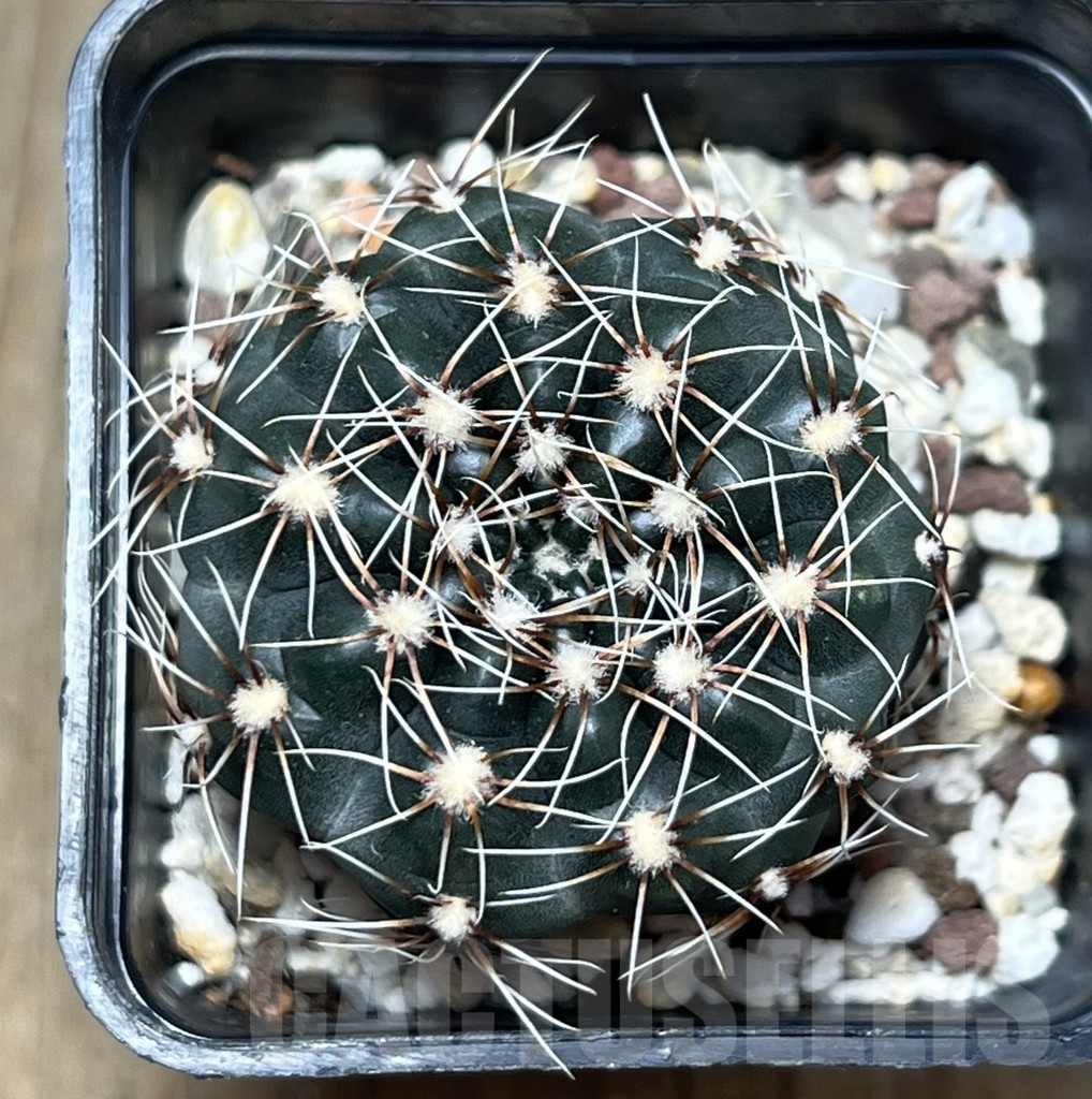 SHPR19474 Gymnocalycium altagraciense STO 223 - Image 2