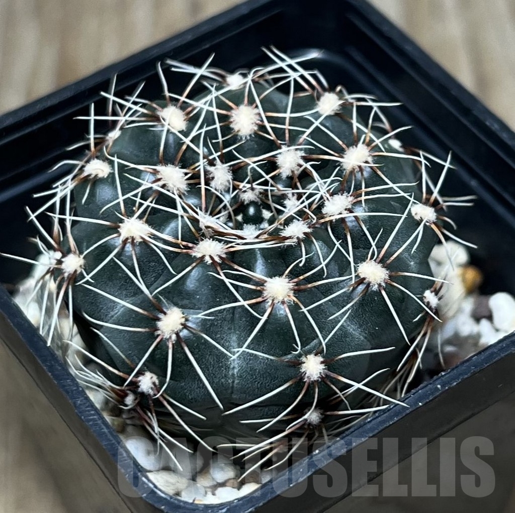 SHPR19474 Gymnocalycium altagraciense STO 223