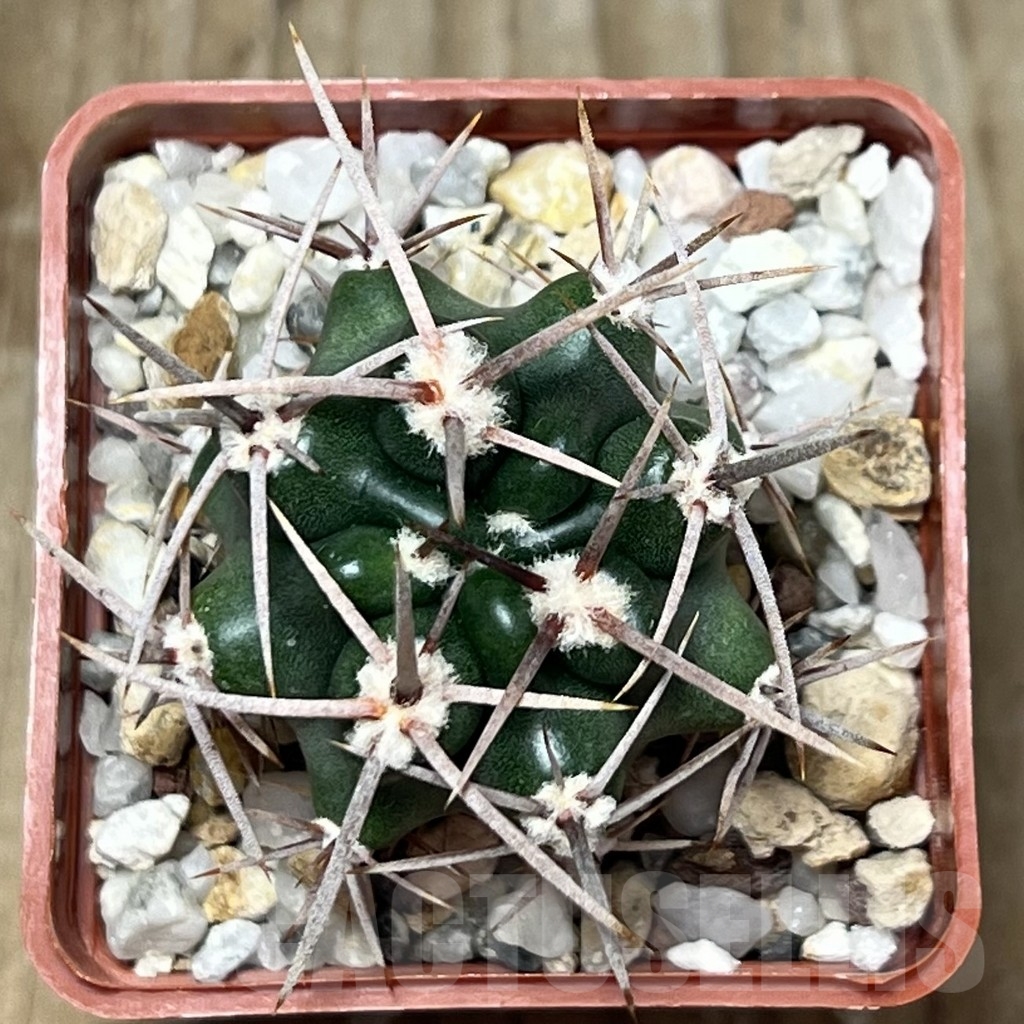 SHPR19480 Gymnocalycium achirasense ex Piltz 5628 – Bild 2