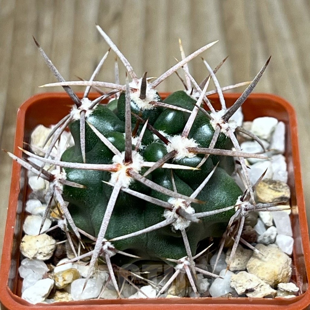 SHPR19480 Gymnocalycium achirasense ex Piltz 5628