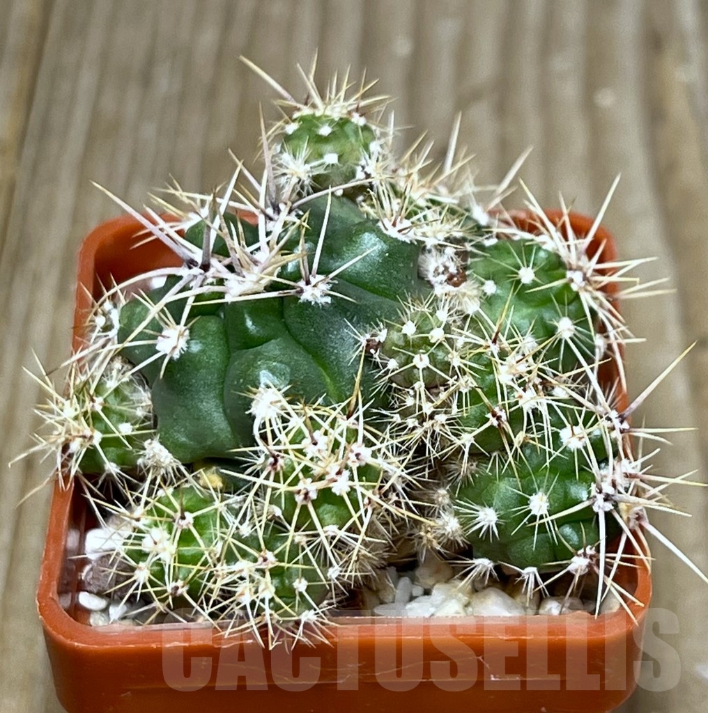 SHPR19481 Gymnocalycium achirasense ex Piltz 5628 – Bild 2