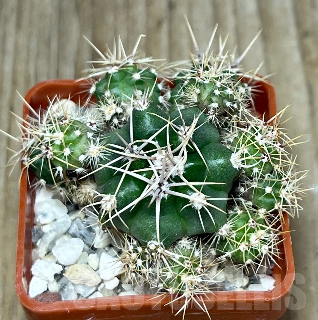 SHPR19481 Gymnocalycium achirasense ex Piltz 5628