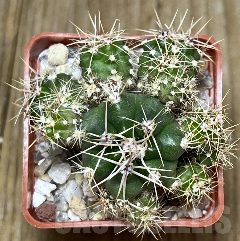 SHPR19481 Gymnocalycium achirasense ex Piltz 5628 – Bild 3