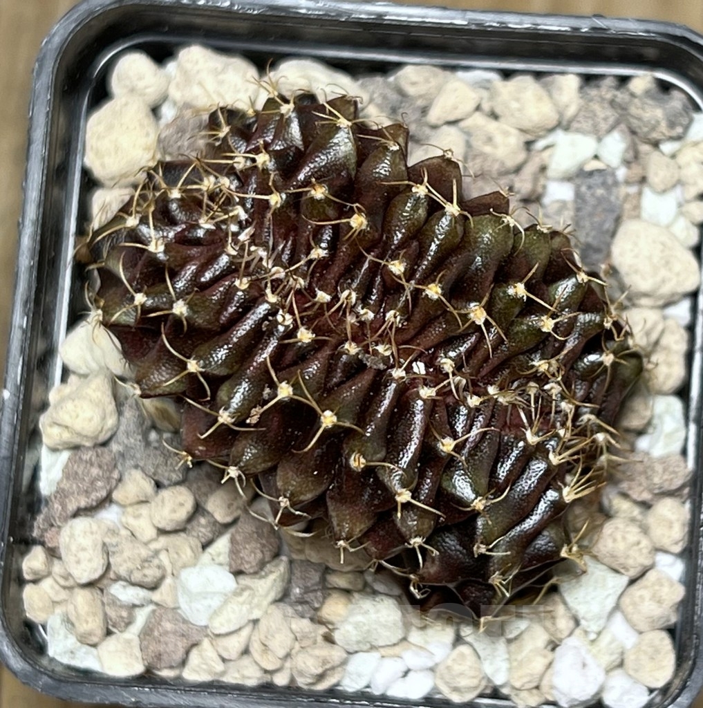 SHPR19482 Gymnocalycium mihanovichii f. cristata – Bild 2