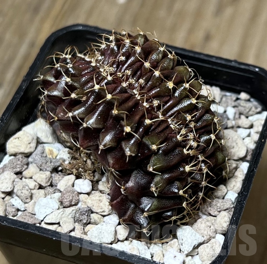 SHPR19482 Gymnocalycium mihanovichii f. cristata