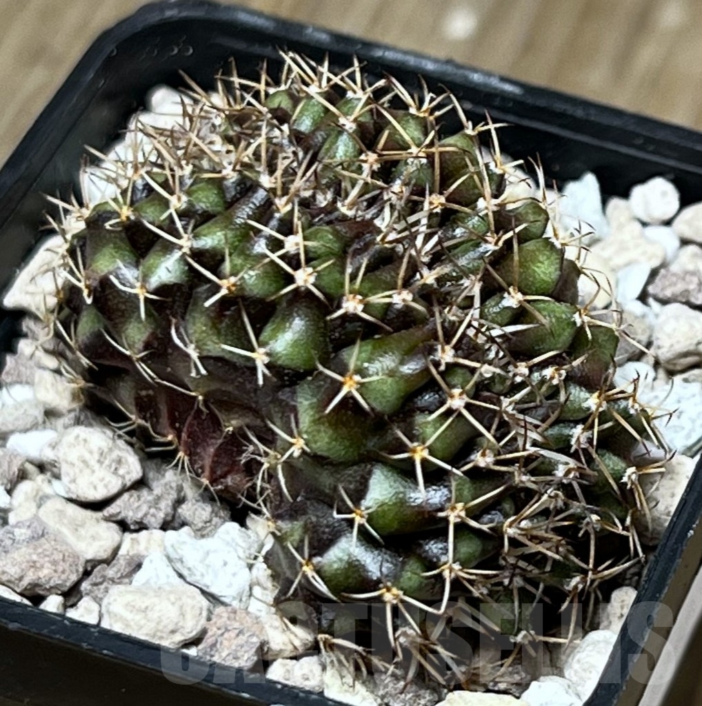 SHPR19483 Gymnocalycium mihanovichii f. cristata