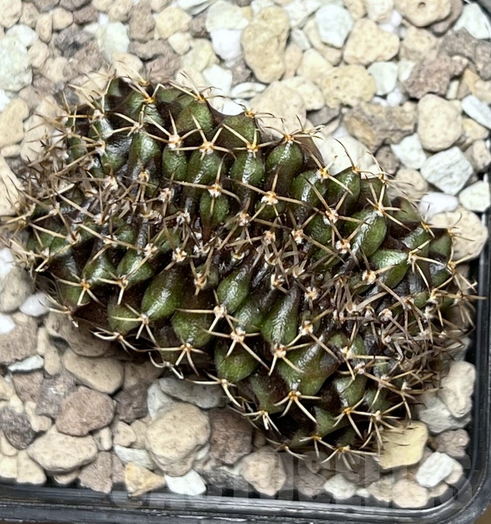 SHPR19483 Gymnocalycium mihanovichii f. cristata – Bild 2