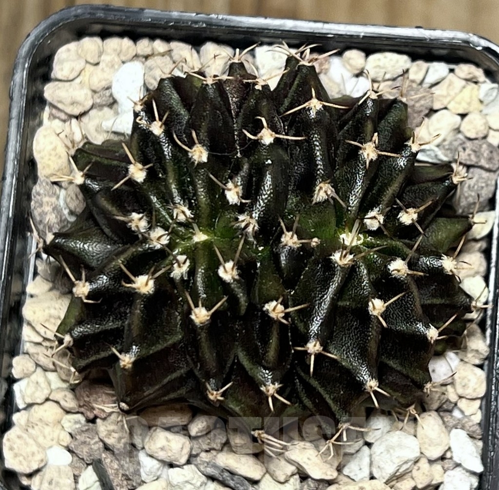 SHPR19484 Gymnocalycium mihanovichii f. cristata – Bild 2