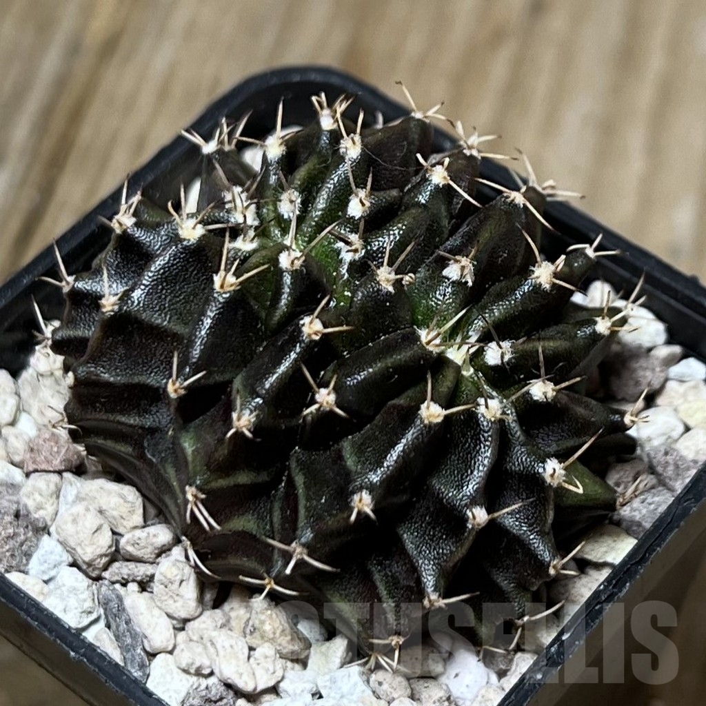 SHPR19484 Gymnocalycium mihanovichii f. cristata