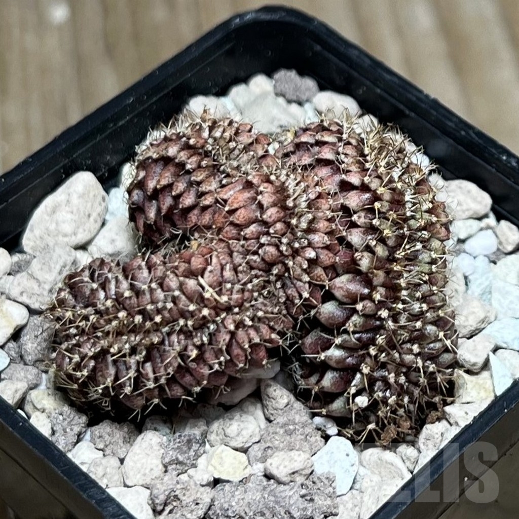 SHPR19485 Gymnocalycium mihanovichii f. cristata
