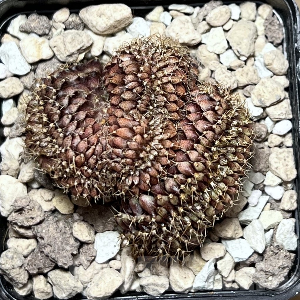 SHPR19485 Gymnocalycium mihanovichii f. cristata – Bild 2