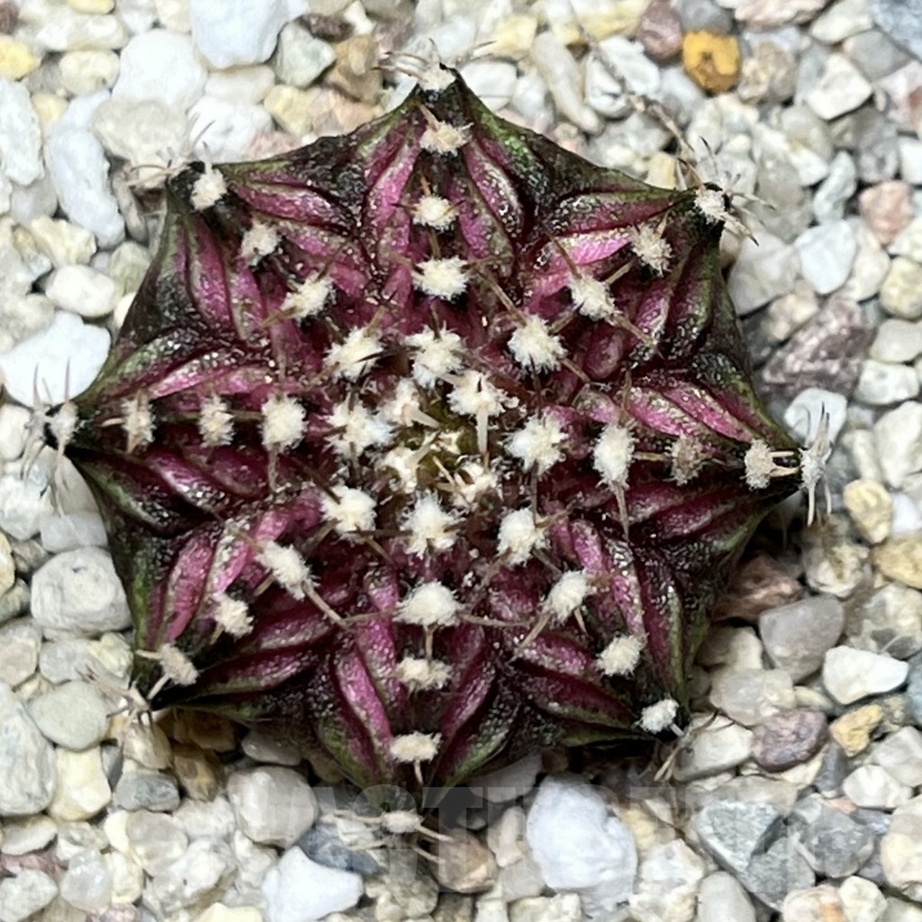 SHPR19487 Gymnocalycium mihanovichii 'T-lux' – Bild 2