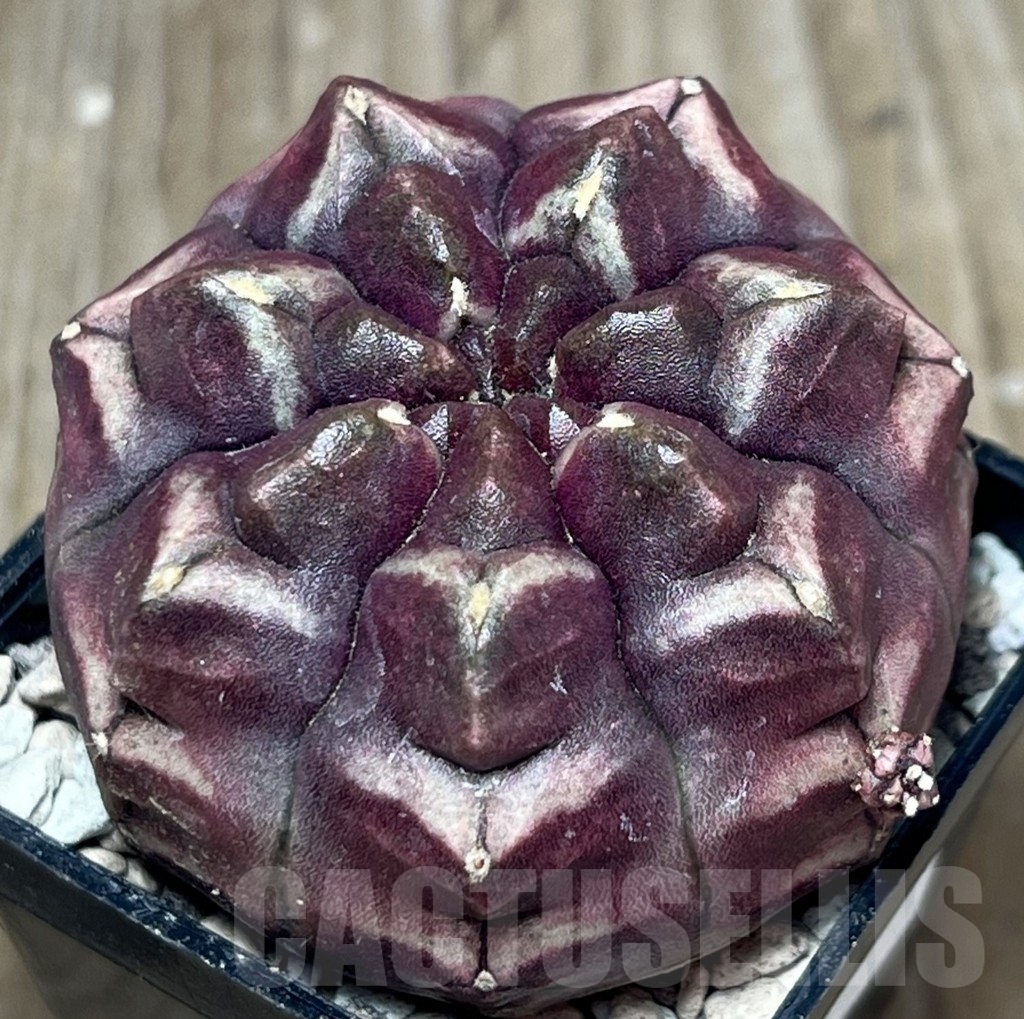 SHPR19488 Gymnocalycium mihanovichii 'Day Dream'