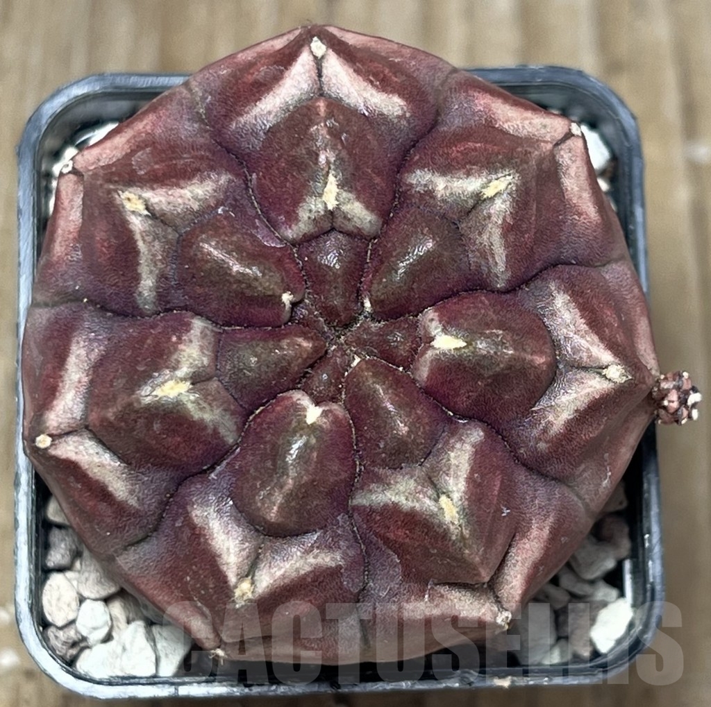 SHPR19488 Gymnocalycium mihanovichii 'Day Dream' – Bild 2