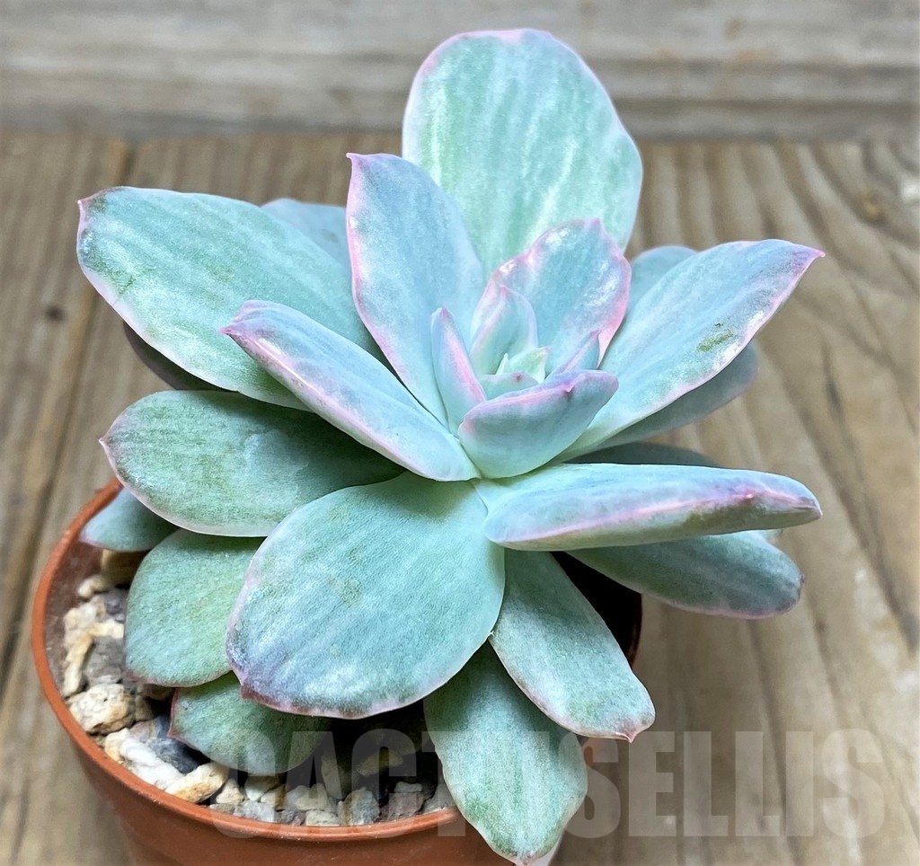 SHPR18881 Echeveria 'Lemon and Lime White Mutation' - Зображення 2