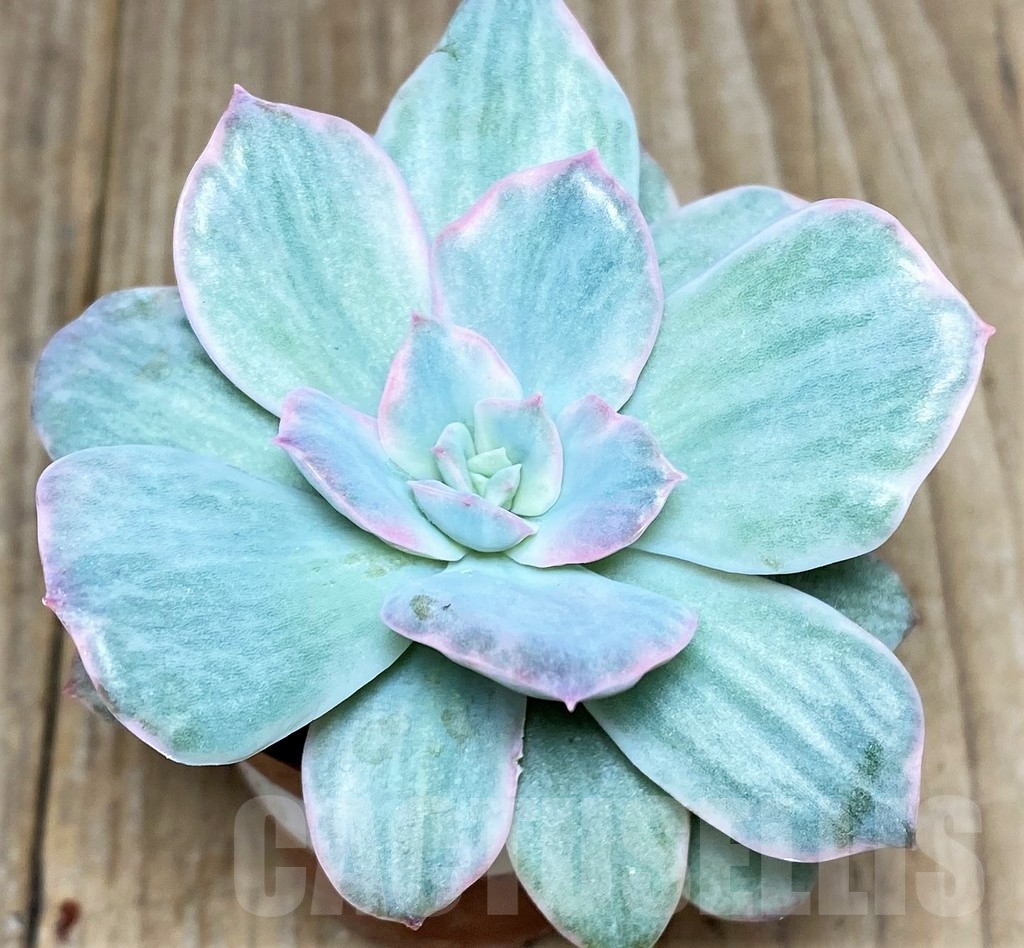 SHPR18881 Echeveria 'Lemon and Lime White Mutation'