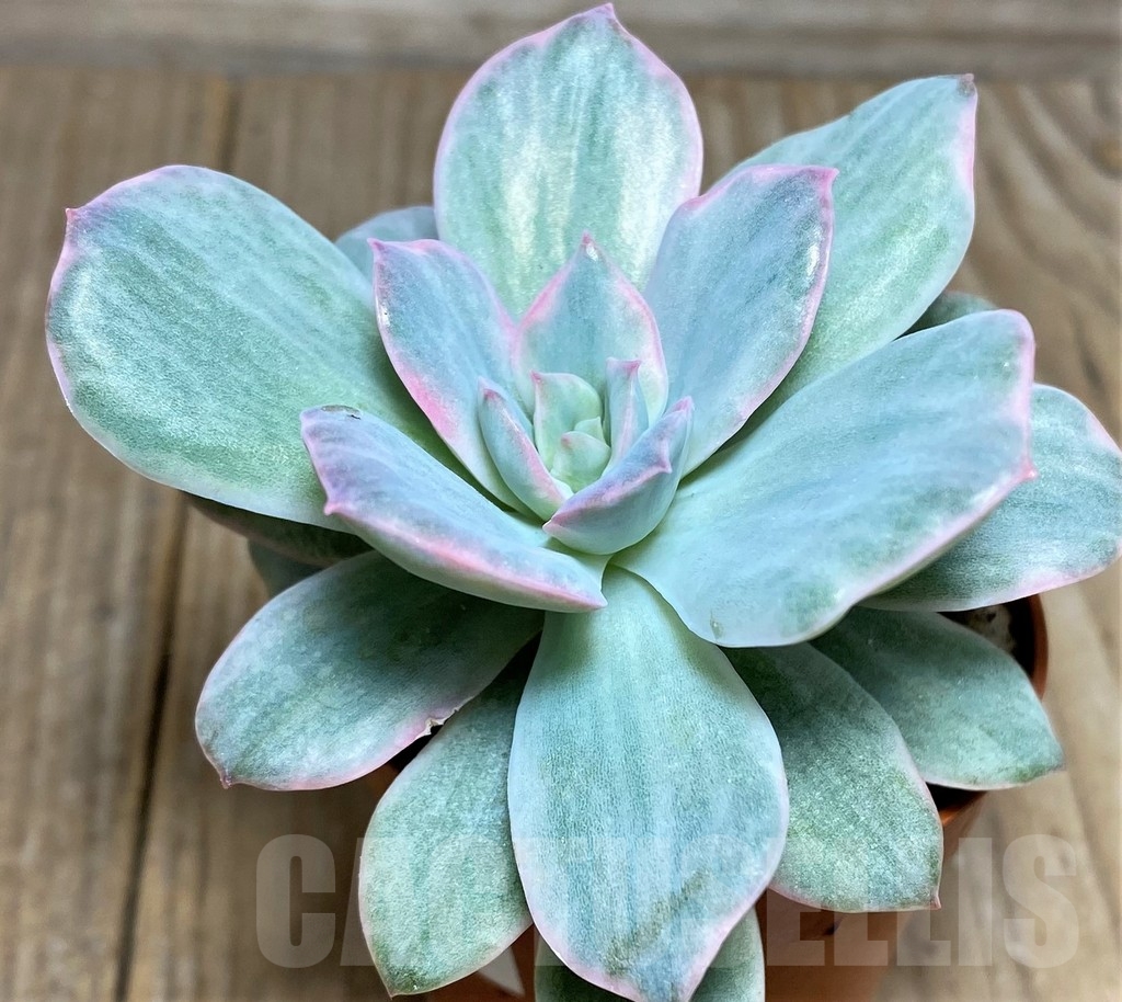 SHPR18881 Echeveria 'Lemon and Lime White Mutation' - Зображення 3