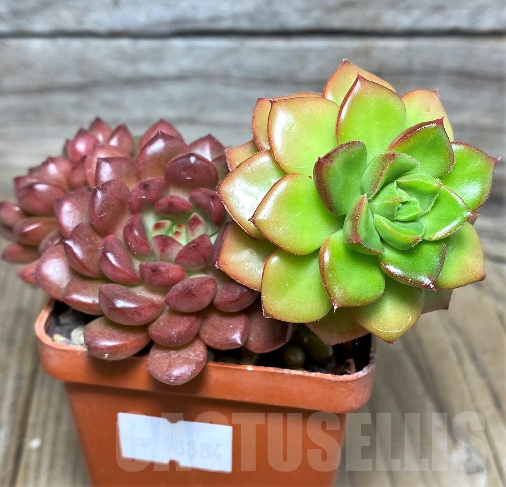 SHPR18884 Sedeveria 'Pink Ruby', Sedeveria 'Letizia' - Зображення 3