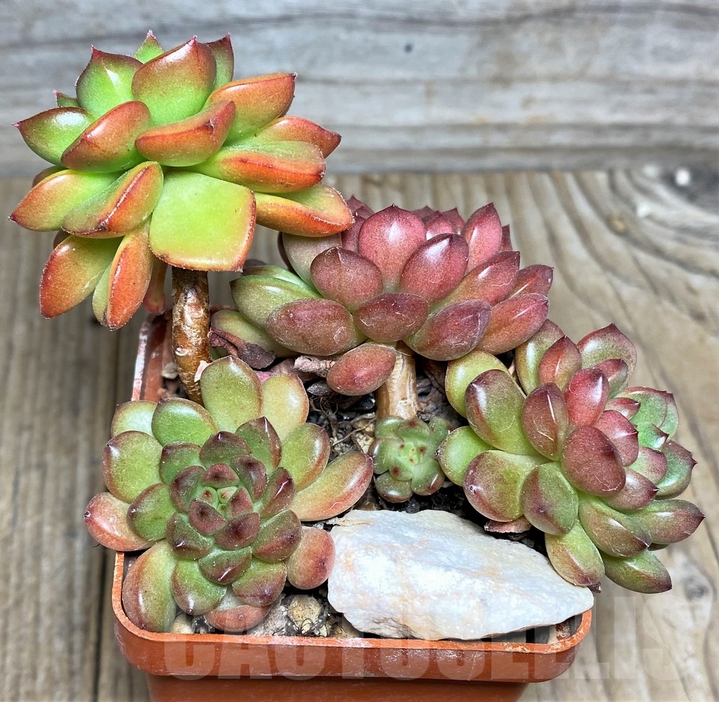 SHPR18884 Sedeveria 'Pink Ruby', Sedeveria 'Letizia' - Зображення 2