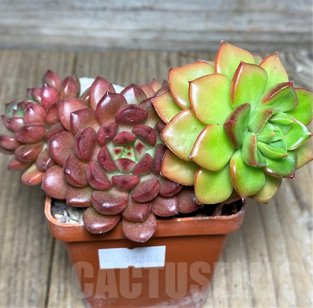 SHPR18884 Sedeveria 'Pink Ruby', Sedeveria 'Letizia'