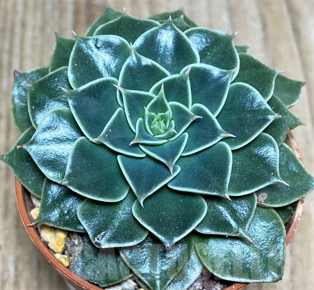 SHPR18885 Graptopetalum bellum