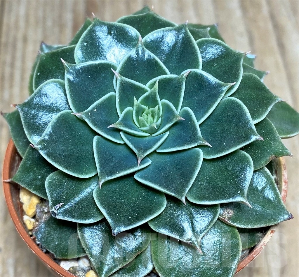 SHPR18885 Graptopetalum bellum - Imagen 2