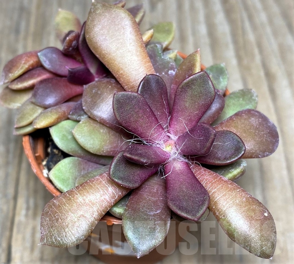 SHPR19021 Anacampseros rufescens v. rubra