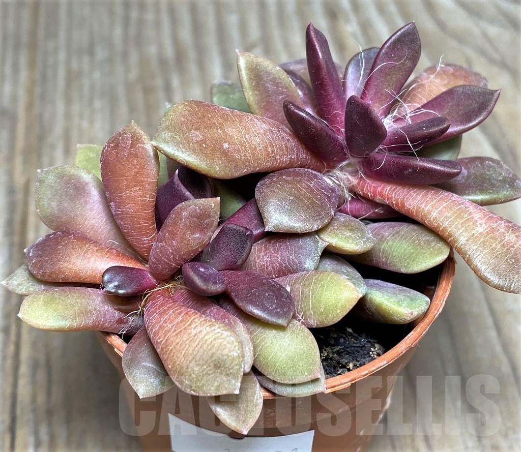 SHPR19021 Anacampseros rufescens v. rubra – Bild 2